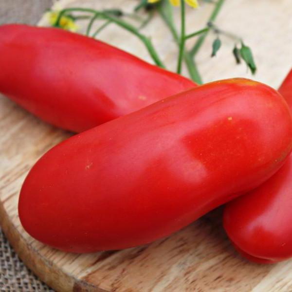 الطماطم "كازانوفا الاستعراضات