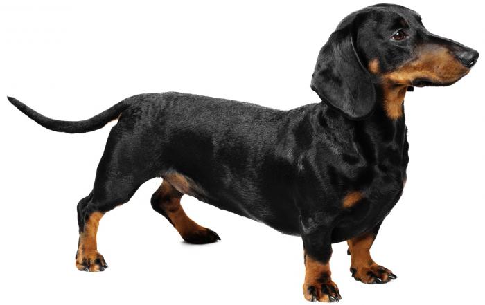 البقعة الحمراء على المعدة في الكلب: أسباب المظهر والأنواع