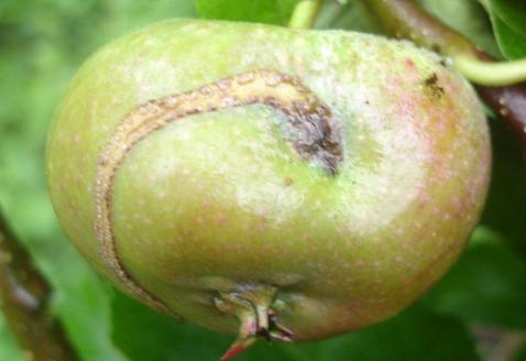 أمراض وآفات التفاح: كيفية التعامل معها