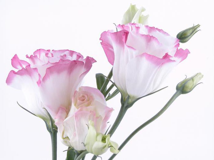 Eustoma زرع جذور معمرة