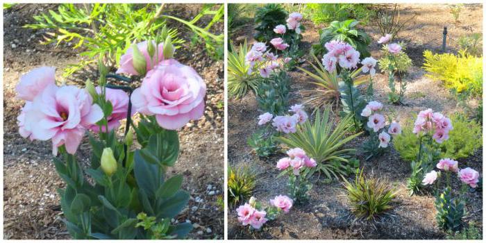 وصف Eustoma أو lisianthus