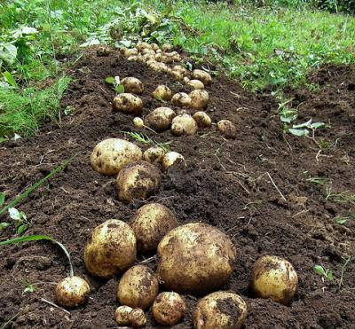 تكنولوجيا زراعة البطاطا