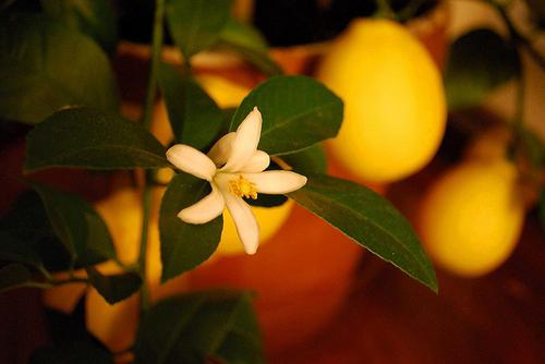 كيفية زراعة الليمون 