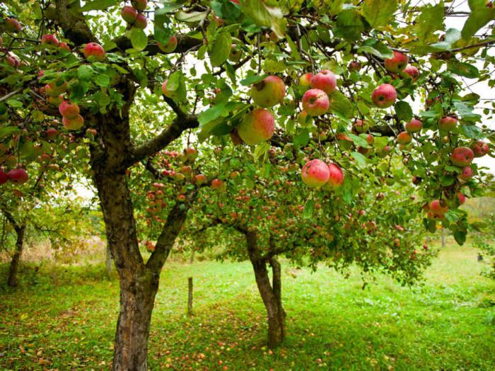 كيف تنمو التفاح من البذور؟ زراعة ورعاية