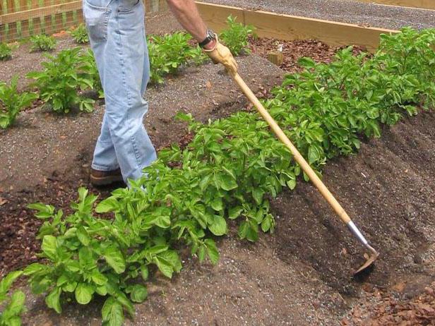 البطاطس بيكاسو: الوصف. نصائح للزراعة والرعاية