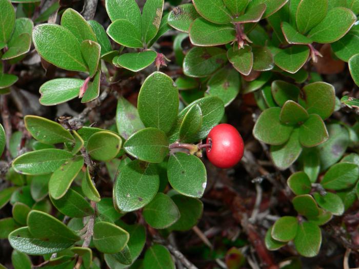 bearberry هو التوت