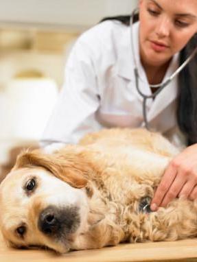 التسمم في الكلاب: الأعراض والعواقب